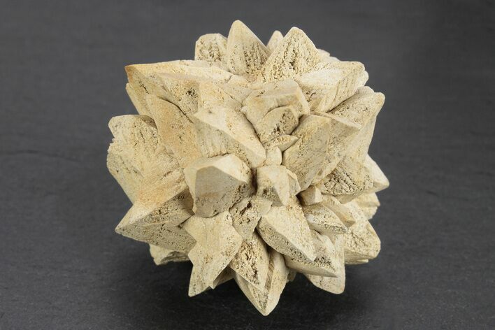 Stellate Glendonite (Calcite Pseudomorph) Cluster - Russia #247208